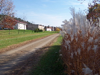 High grasses along the 400 State Trail